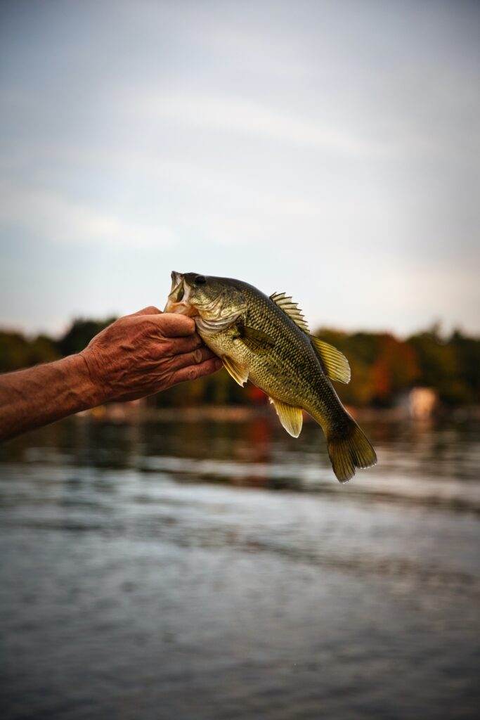 Can You Go Bass Fishing In Fall: Essential Tips And Techniques