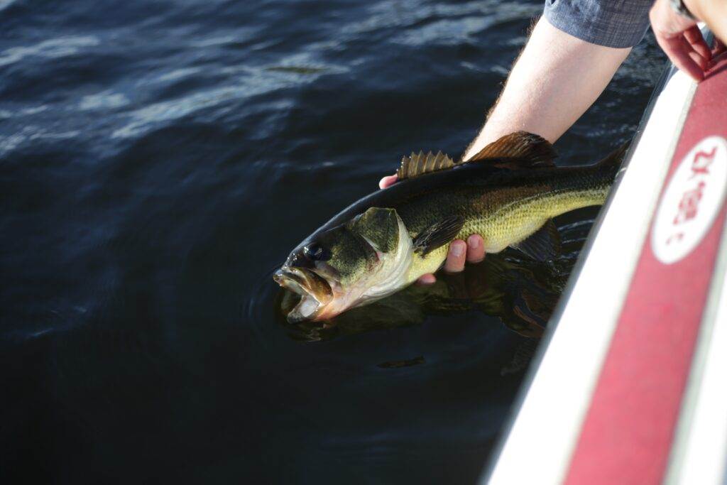 Can You Go Bass Fishing In Fall: Essential Tips And Techniques